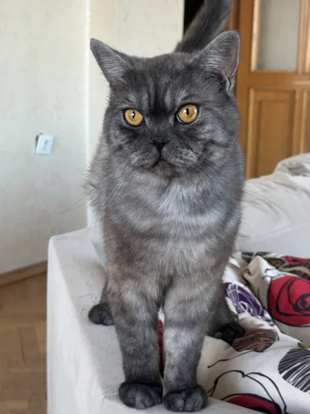 kedi - Kedi - İstanbul sahiplendirme ilanı