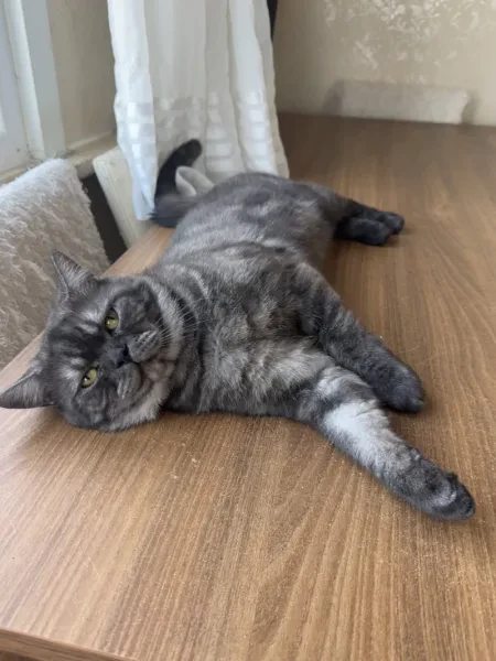 kedi - Kedi - İstanbul sahiplendirme ilanı