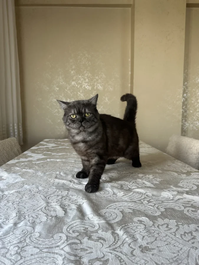 kedi — Foto 3
