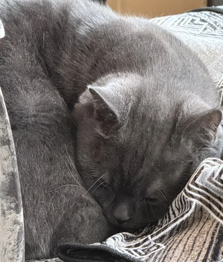 duman — Foto 1
