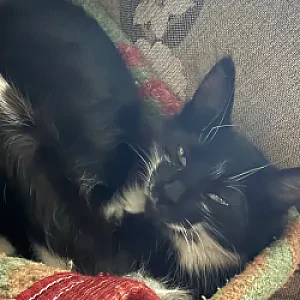 uykucu — Kedi