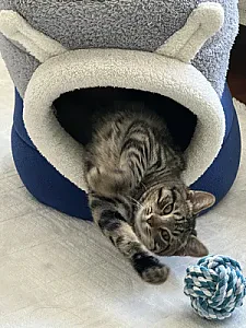 kaju — Kedi