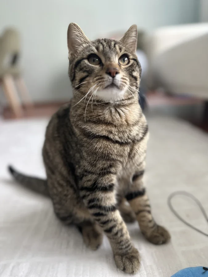 kaju — Foto 3