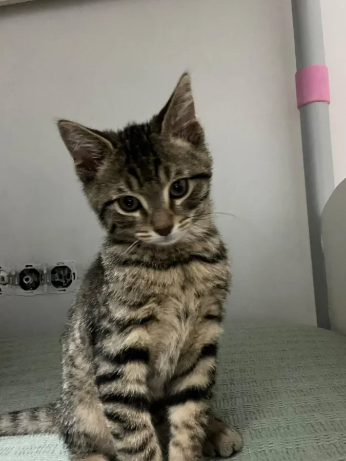 kaju — Foto 4