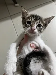kediii — Kedi