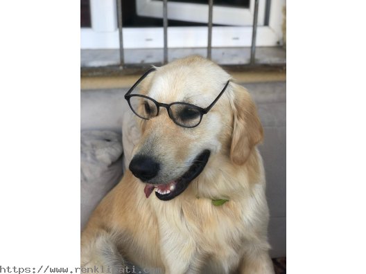 1 yaşında ücretsiz Goldenretriever 