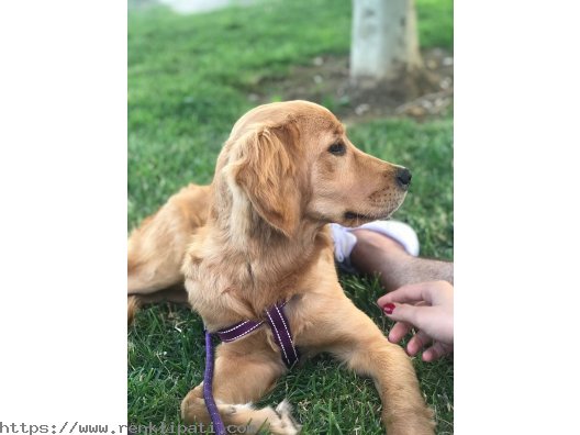 Golden retriever 7 aylık dişi