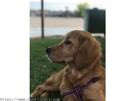 Golden retriever 7 aylık dişi