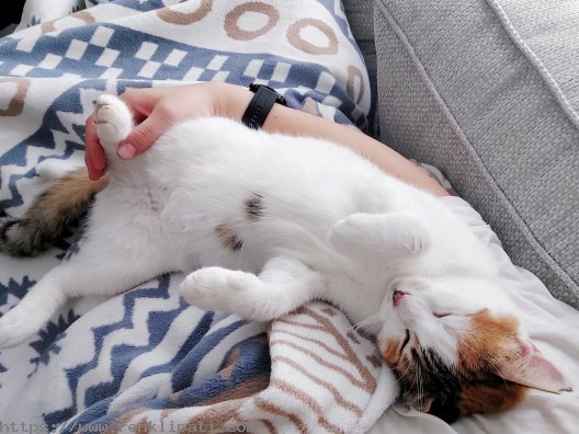 2 yaşında Dişi Kısır fenomen kedi Omlet