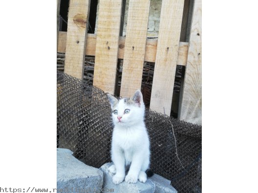 Yavru Tekir Kedi 2 aylık 