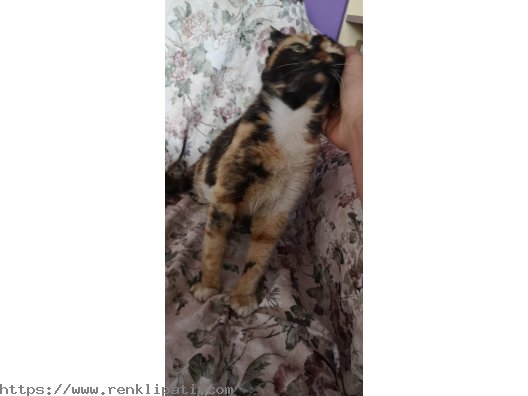 CALICO – TORTOISESHELL ARASI CİNSİ (ŞANS KEDİSİ) KEDİ 