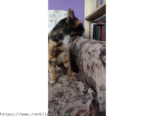 CALICO – TORTOISESHELL ARASI CİNSİ (ŞANS KEDİSİ) KEDİ 