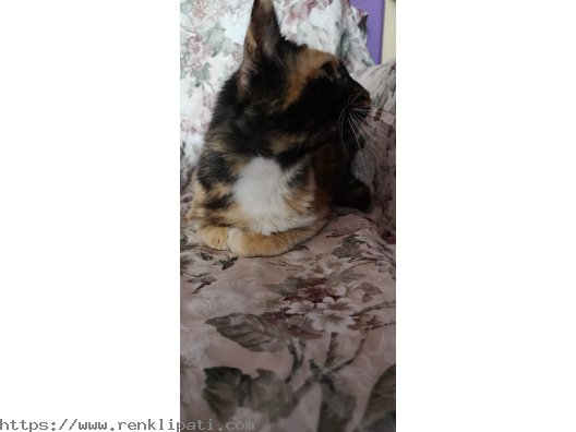 CALICO – TORTOISESHELL ARASI CİNSİ (ŞANS KEDİSİ) KEDİ 