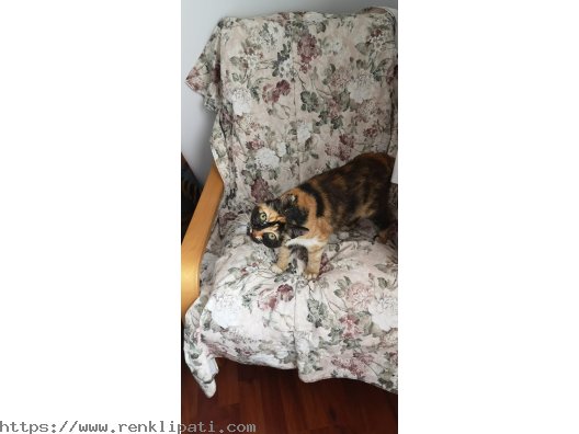 CALICO – TORTOISESHELL ARASI CİNSİ (ŞANS KEDİSİ) KEDİ 