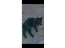 Siyah tam bir ev kedisi 
