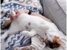 2 yaşında Dişi Kısır fenomen kedi Omlet