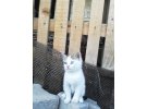 Yavru Tekir Kedi 2 aylık 