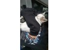 Yavru Tekir Kedi 2 aylık 