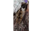 CALICO – TORTOISESHELL ARASI CİNSİ (ŞANS KEDİSİ) KEDİ 