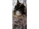 CALICO – TORTOISESHELL ARASI CİNSİ (ŞANS KEDİSİ) KEDİ 