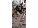 CALICO – TORTOISESHELL ARASI CİNSİ (ŞANS KEDİSİ) KEDİ 