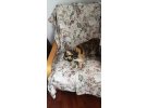 CALICO – TORTOISESHELL ARASI CİNSİ (ŞANS KEDİSİ) KEDİ 