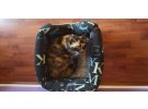 CALICO – TORTOISESHELL ARASI CİNSİ (ŞANS KEDİSİ) KEDİ 