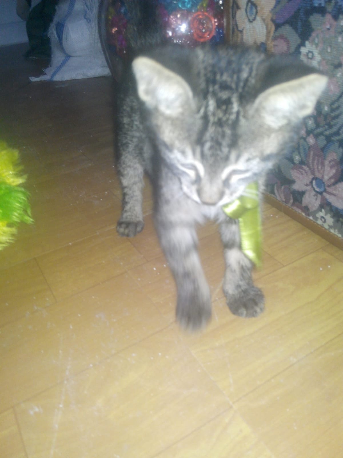 Maine Coon cinsi yavru kedi için yuva aranıyor