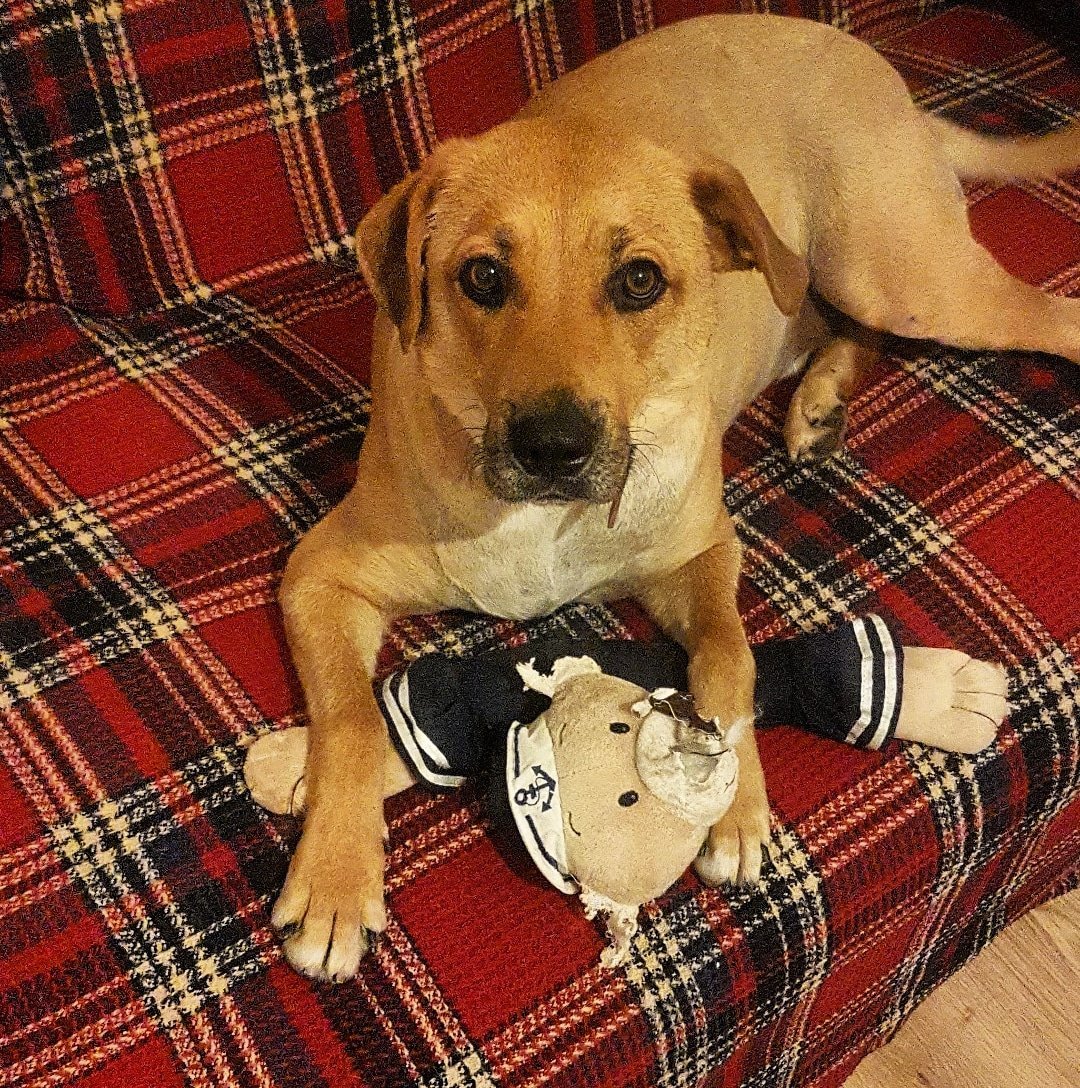 süs köpekleri kaç para
