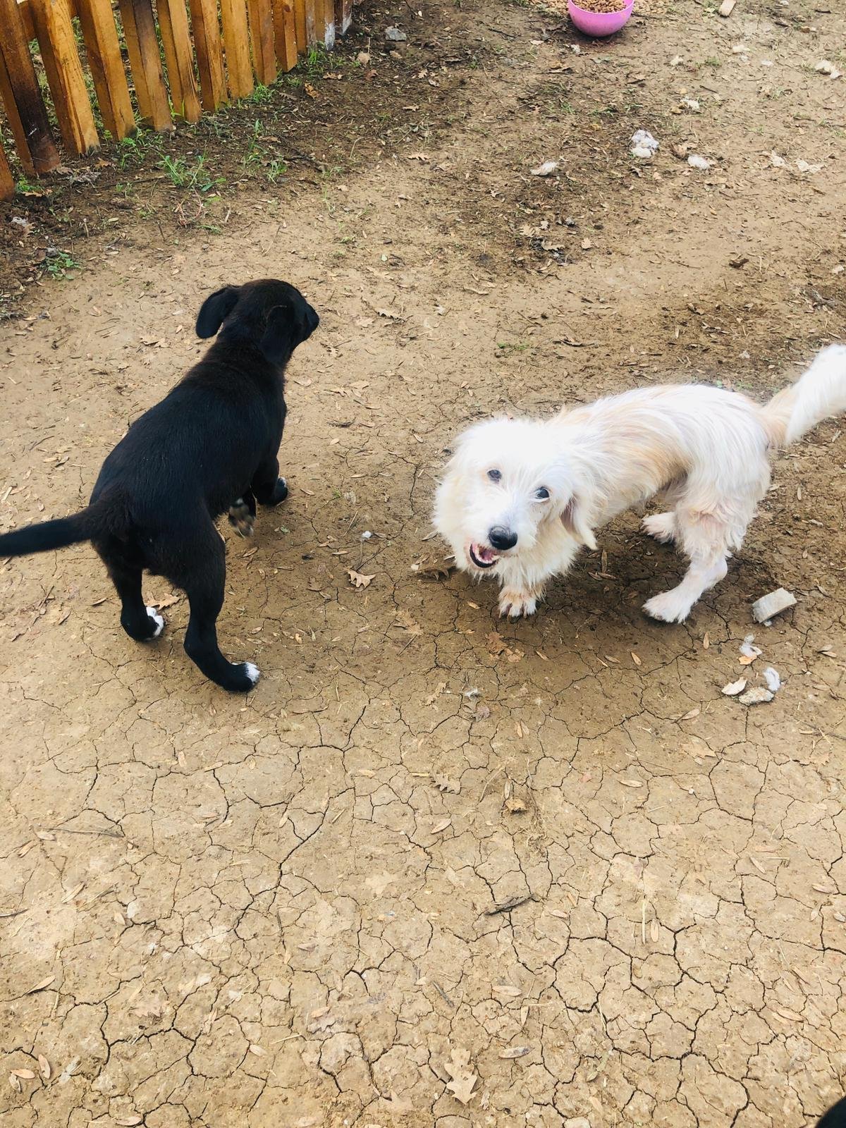 teriyer cinsi köpeğe kalıcı yuva aramaktayız