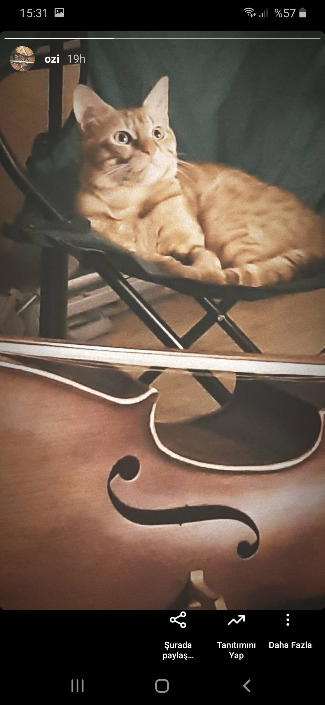 Sarman kedi