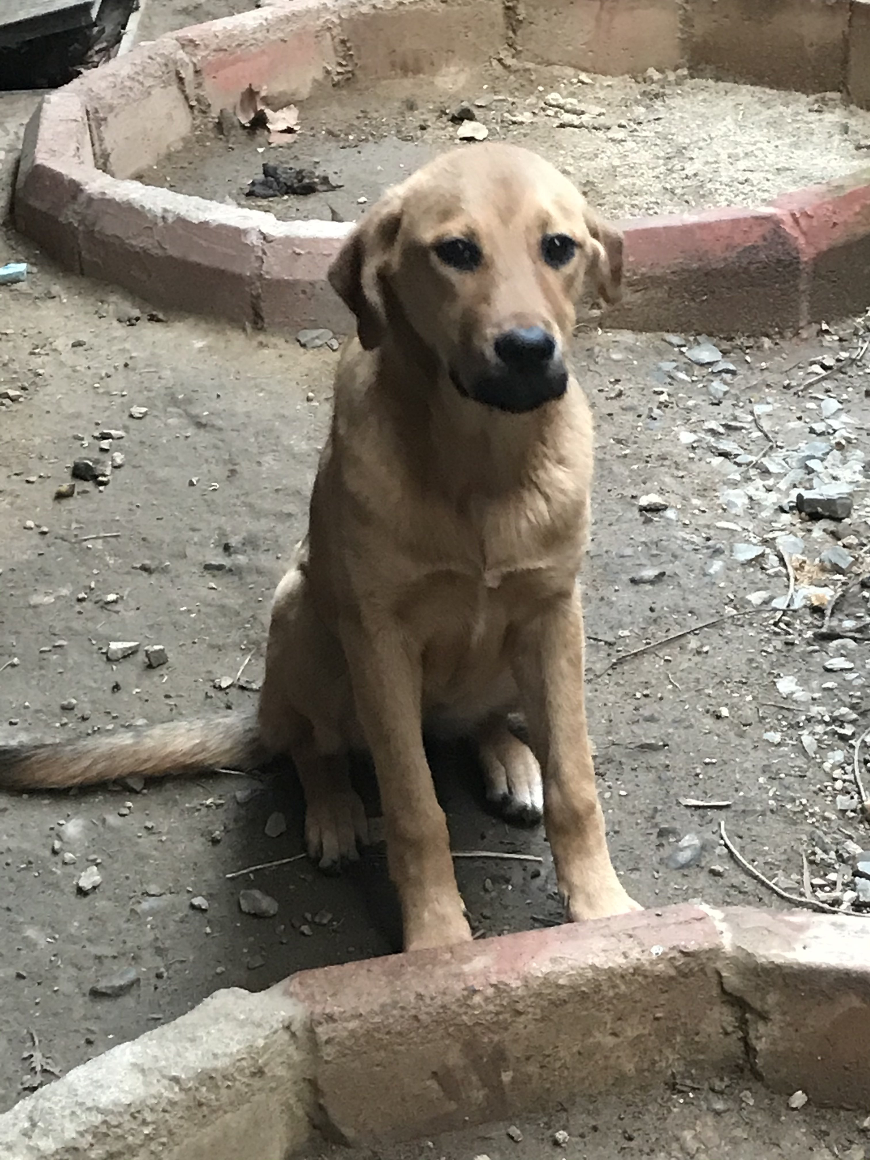 Çoban köpeği