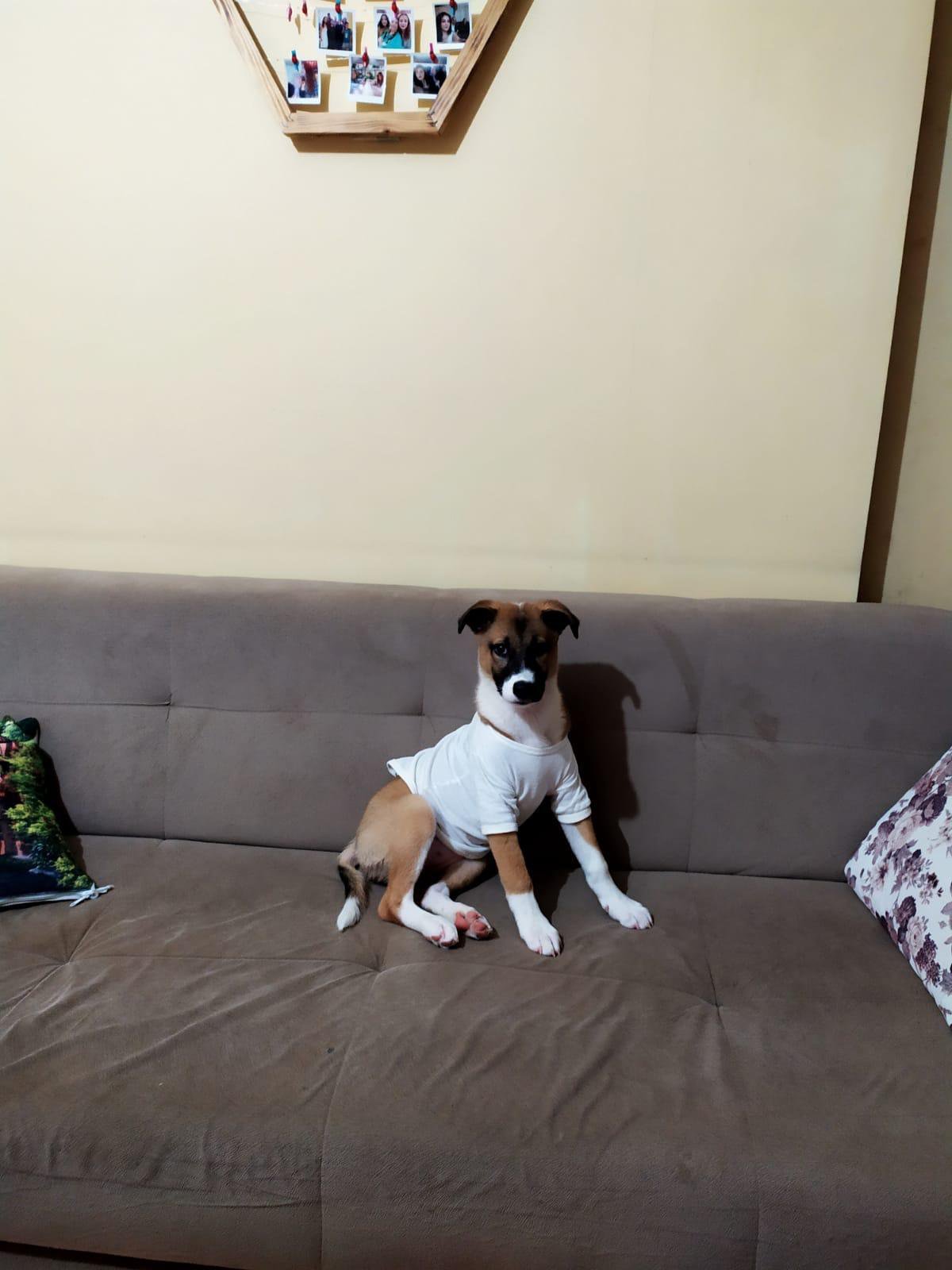 4 Aylık, Çok Akıllı, Sevgi Dolu ve Oyuncu Bir Köpek