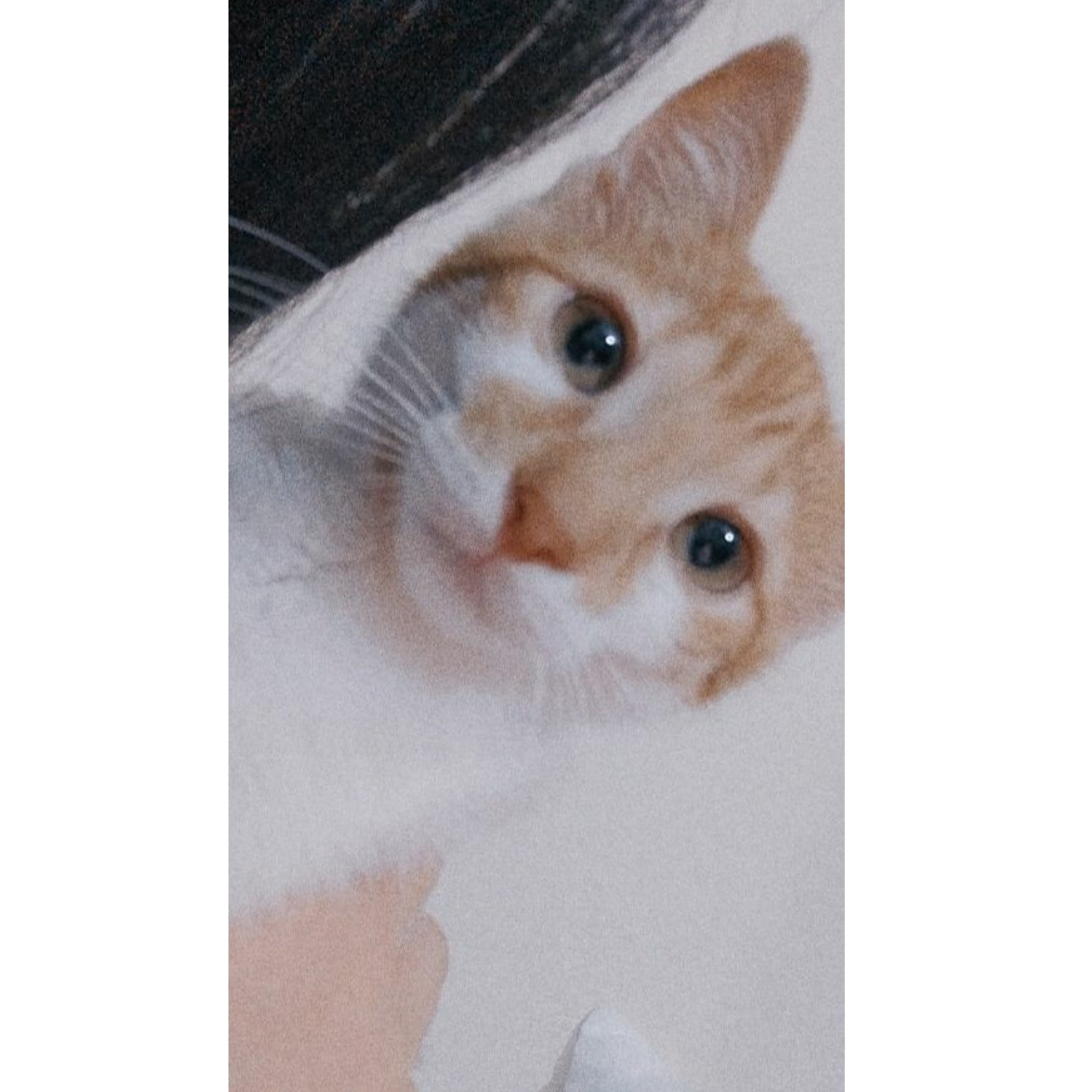 Evcil kedi
