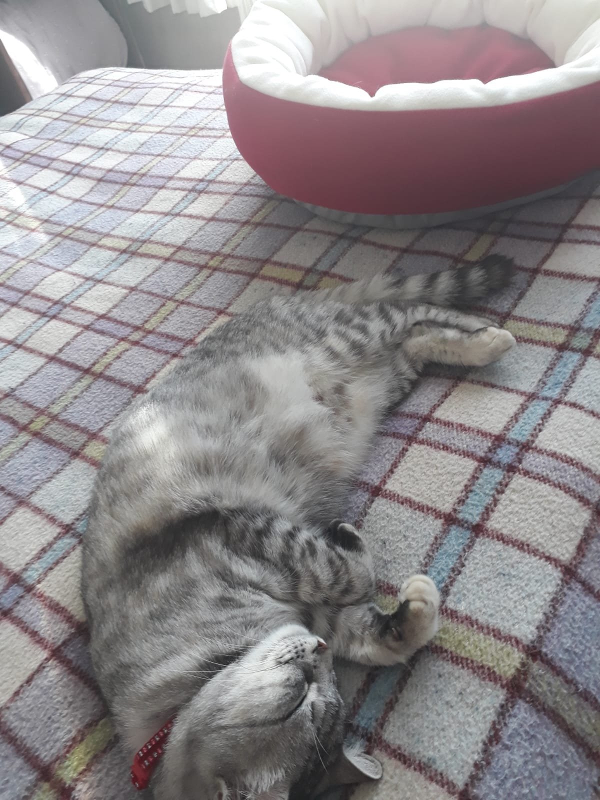 Kedi sahiplendirme