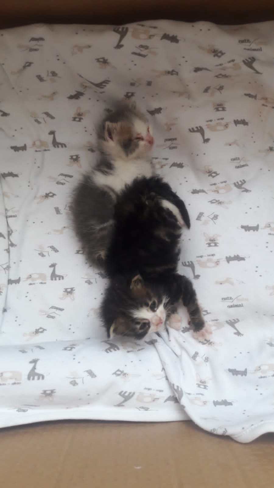 Acil Süt Anne Kedi
