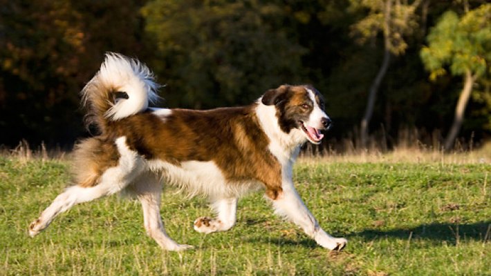 Aidi Cinsi Köpek Özellikleri ve Bakımı