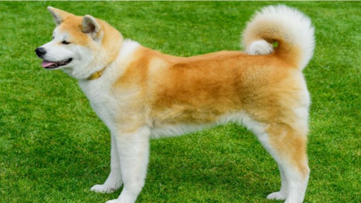 Akita Cinsi Köpek Özellikleri ve Bakımı