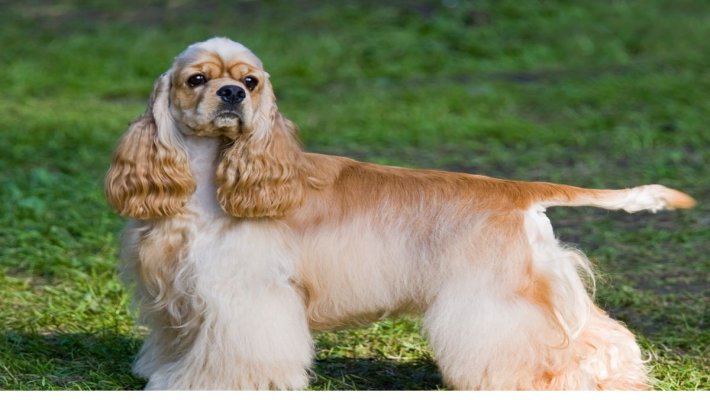 American Cocker Papağanı Özellikleri ve Bakımı