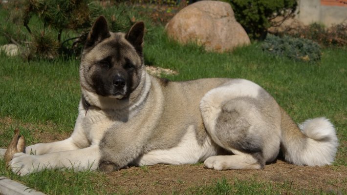 Amerikan Akita Köpeği Bakımı ve Özellikleri