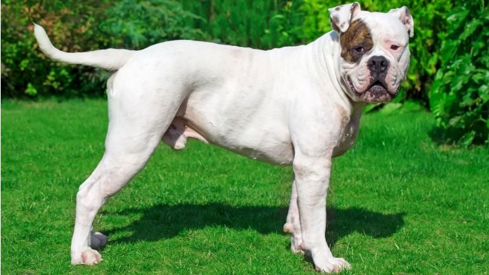 Amerikan Bulldog Özellikleri ve Bakımı