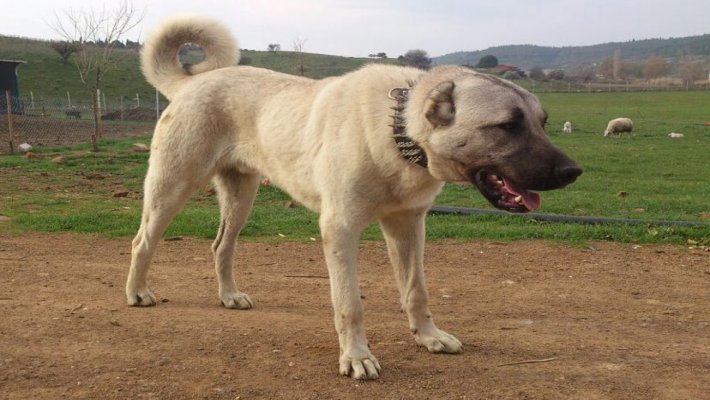 Anadolu Coban Kopegi Ozellikleri Ve Bakimi Renkli Pati