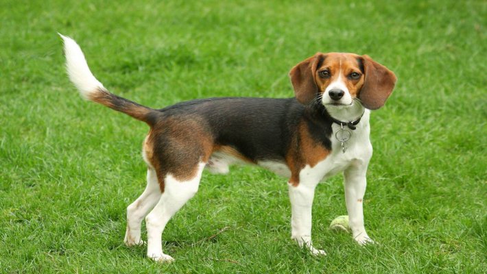Beagle Köpeği Özellikleri ve Bakımı