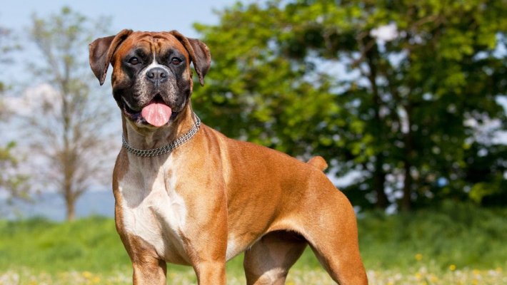 Boxer (Boksör) Köpeği Özellikleri ve Bakımı