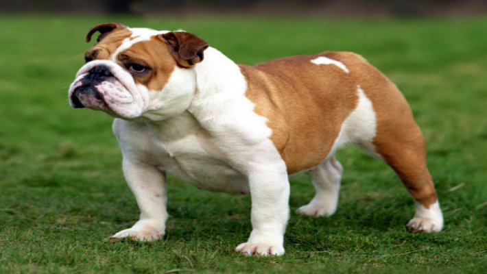 Bulldog Köpeği Cinsi ve Özellikleri