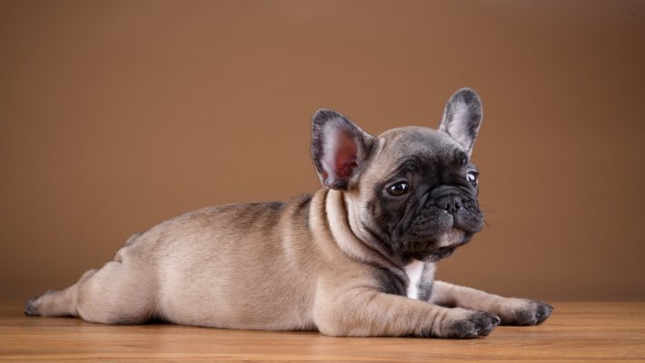 Fransız Bulldog Köpeği Özellikleri ve Bakımı