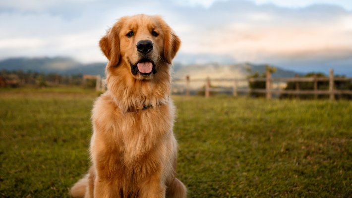 Golden Retriever Köpeği Özellikleri ve Bakımı