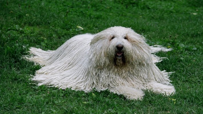 Komondor Köpeği Bakımı ve Özellikleri