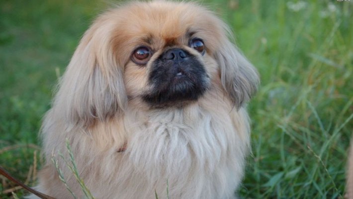 Pekingese ( Pekinez ) Bakımı ve Özellikleri