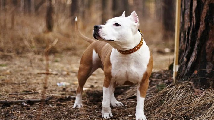 Pitbull Köpeği Bakımı ve Özellikleri